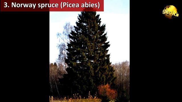 7 REAL CHRISTMAS TREES TO CHOOSE THIS CHRISTMAS 2017 with Names | Living Christmas Plants смотреть онлайн