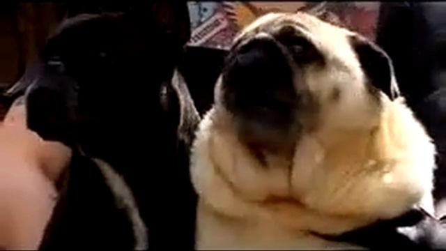 Собака зовёт Бетмена =DDDD смотреть онлайн