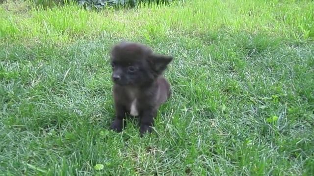 Щенок чихуахуа 2 месяца редкого окраса смотреть онлайн