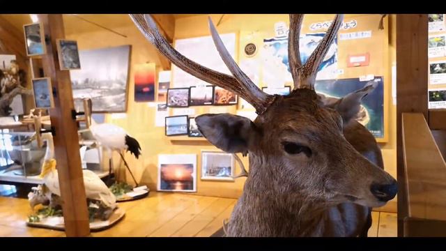 Adeyto 🏞️ Eastern Hokkaido Wildlife Museum Shiretoko Nosuke Peninsula Rausu Utoro 📽️ HUAWEI P20PRO смотреть онлайн