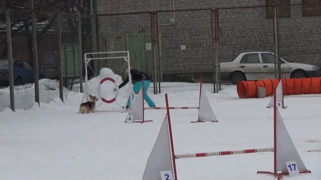 Д-Open Small - Кылыч Алина и вельш корги пемброк Ума смотреть онлайн