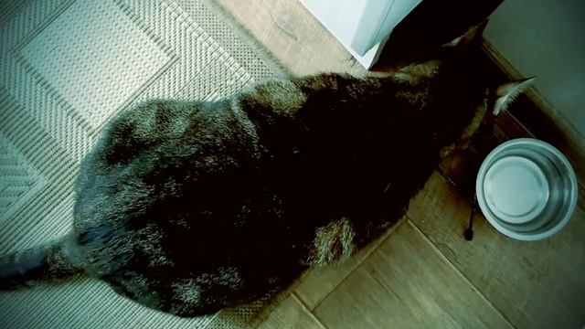 видео кошак смотреть онлайн