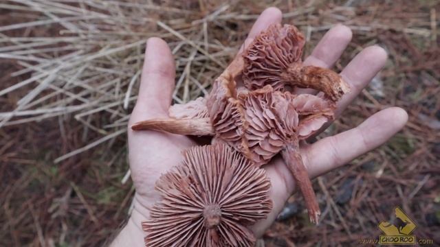LACCARIA - The most underrated wild mushroom? смотреть онлайн