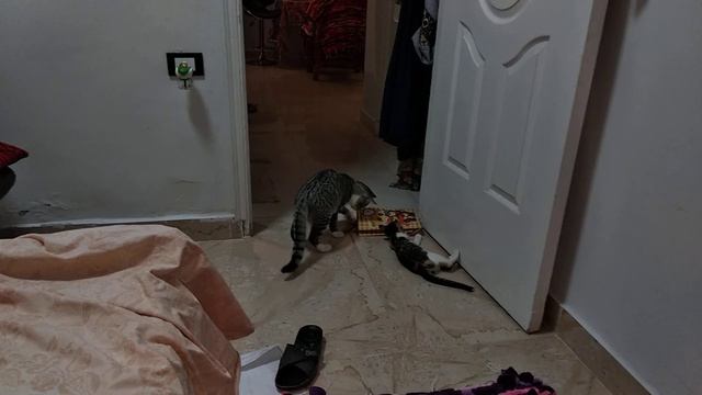 Новая игра моих котиков. New game of my cats. смотреть онлайн
