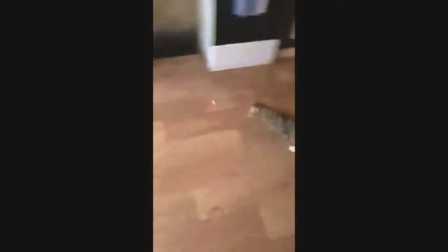 Кот бегает на трех лапах | The Cat Runs On Three Paws | Кот бегае на трох лапах