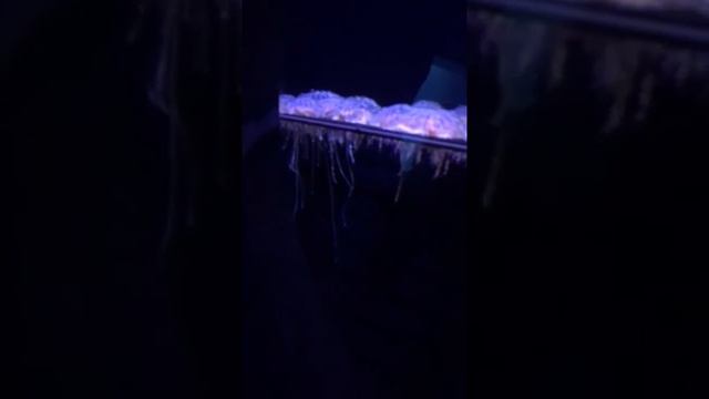 Jelly fish #3 смотреть онлайн
