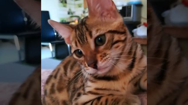 Домашнее видео, кошка 🙀 ведет себя как ребёнок