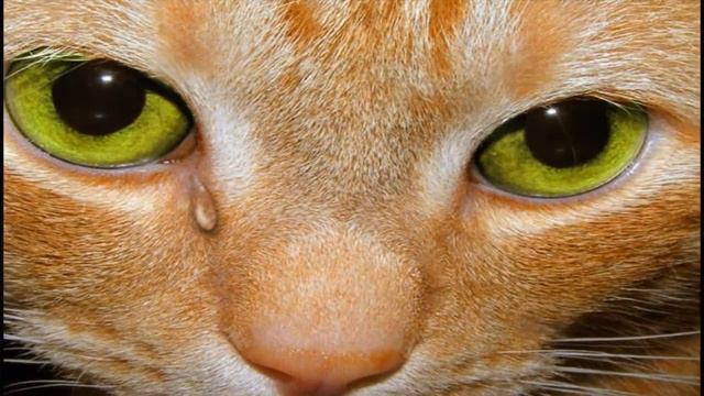Обидели котёнка... смотреть онлайн