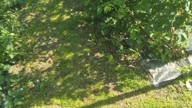 Ежевика, кто скушал цветы? очень полезное видео! смотреть онлайн