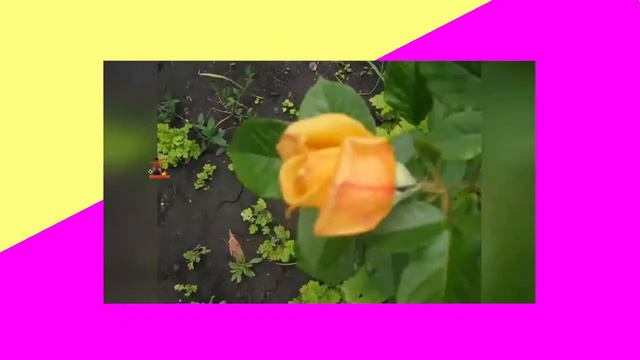 Чувствовать мир вместе с красотой цветов смотреть онлайн