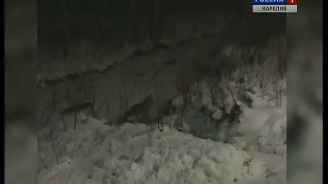 Лиса гуляет на Древлянке в Петрозаводске смотреть онлайн