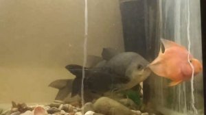 Рыба пиранья, пиранья и попугай.Совместное содержание в аквариуме.