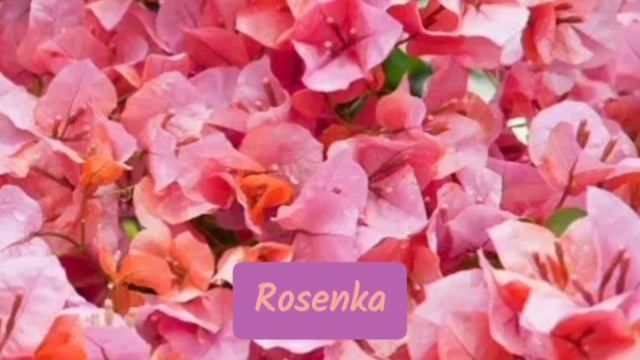 Dwarf Varieties of Bougainvilleas #bouganvillea смотреть онлайн