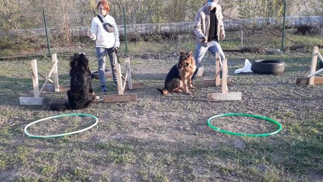 Джек, Барон, Стела - видео урок дрессировка немецкой овчарки смотреть онлайн
