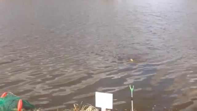 Стрелецкий Ручей 28/04- 5 смотреть онлайн