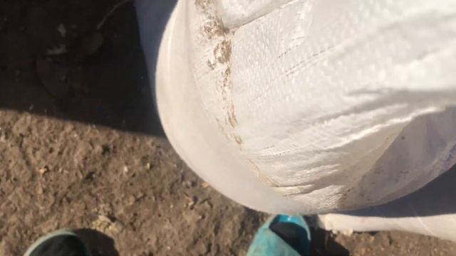 Сало горячего копчения! Как закоптить щуку? Лосось горячего копчения!!! смотреть онлайн