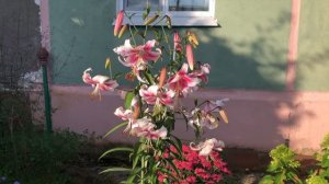 ЛИЛИЯ - ДЕРЕВО или ЛИЛИЯ - ГИГАНТ. Лилия АНАСТАСИЯ. Как вырастить лилию ОТ - ГИБРИД. Посадка и уход