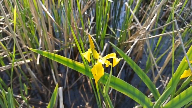Ирис ложноаирный (iris pseudacorus). смотреть онлайн