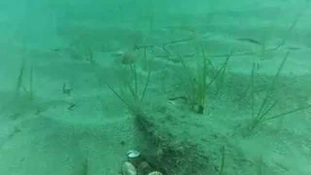 Животные средиземного моря смотреть онлайн