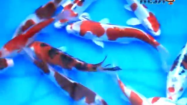 Sakazume HQ Young Nisai mix смотреть онлайн