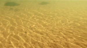 Ловля на джиг-риг и приманку Zomber RELIGA