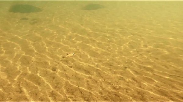 Ловля на джиг-риг и приманку Zomber RELIGA