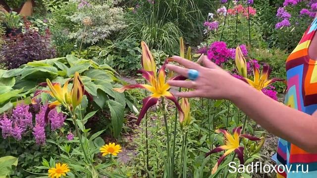 Яркий лилейник спайдер Velvet Ribbons (Вельвет Риббонс) в моем саду смотреть онлайн