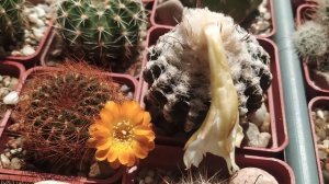 Цветение кактусов.Кратко о поливе.