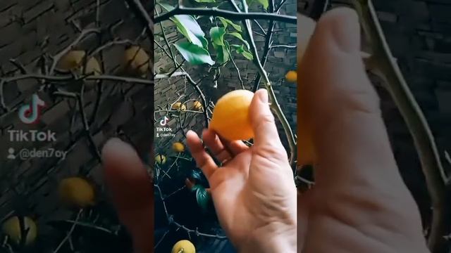 домашний лимон, чай с лимоном, лимон дома!!! смотреть онлайн