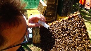 Снова  ловушки Заселяю Японский улей