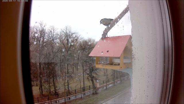 Птицы Поволжья. Пестрый дятел смотреть онлайн
