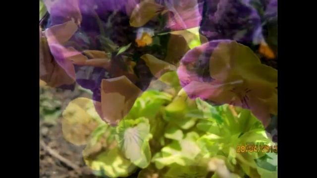 ВЕСЕННИЕ ЦВЕТЫ - ТЮЛЬПАН, НАРЦИСС, ПОДСНЕЖНИК ЧАСТЬ 1 / Spring flowers - tulips, daffodils, pansies смотреть онлайн