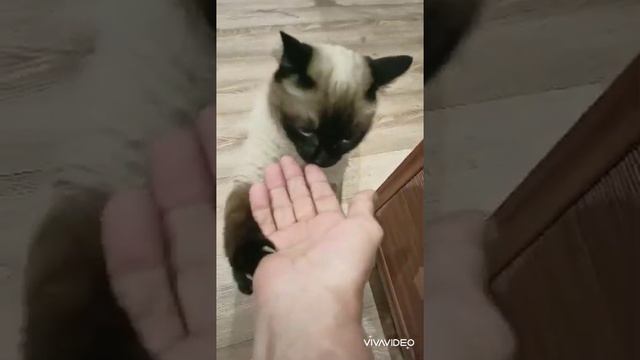 Кошка Муся #cat