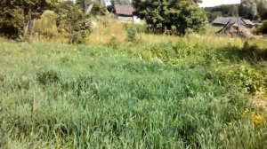 Трава для кроликов на приусадебном участке.