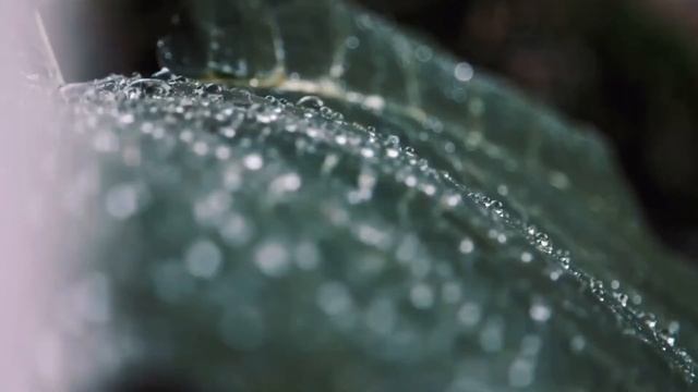 Настоящий шум дождя. Звуки природы. Музыка для расслабления. смотреть онлайн