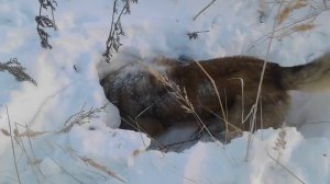 собака поймала зайца