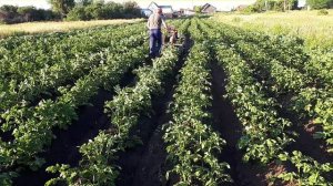 Третье окучивание картофеля по высокой ботве мотоблоком дисковым окучником 2022г