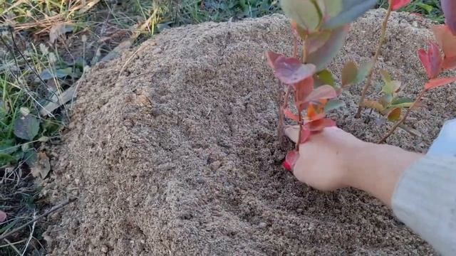 НЕМЕДЛЕННО ПРИМЕНИТЬ!!!ЧТО БЫ ГОЛУБИКА ХОРОШО ПЕРЕЗИМОВАЛА И СТАРТАНУЛА ВЕСНОЙ С БОЛЬШИМ ПРИРИРОСТО смотреть онлайн