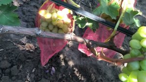 Виноград Зевс ,Буба. 89184654603.