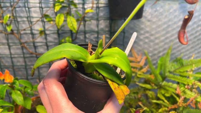 Is This 'Magic Gizmo' Causing Strong NEW GROWTH in December? You could try this! 🪄 смотреть онлайн
