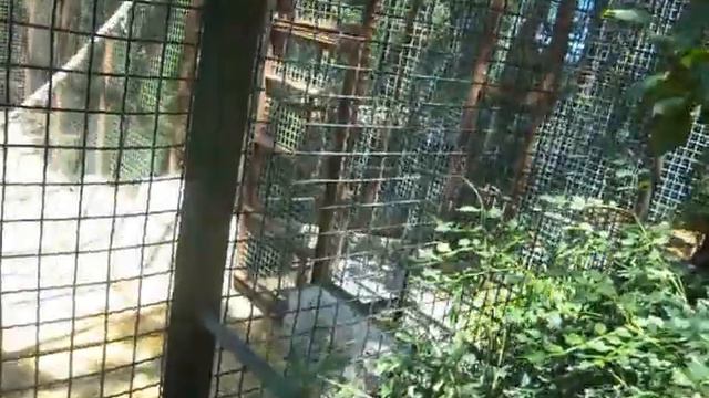 Крым 2015 / Кормим мартышек / Ялтинский зоопарк смотреть онлайн