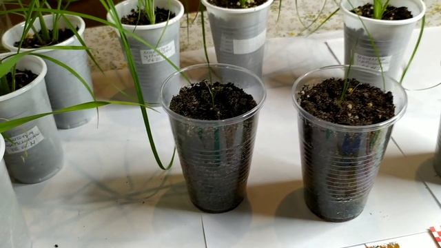 Злаки для сада. Моя рассада декоративных злаков. Какие злаки растут быстро , а какие медленно.