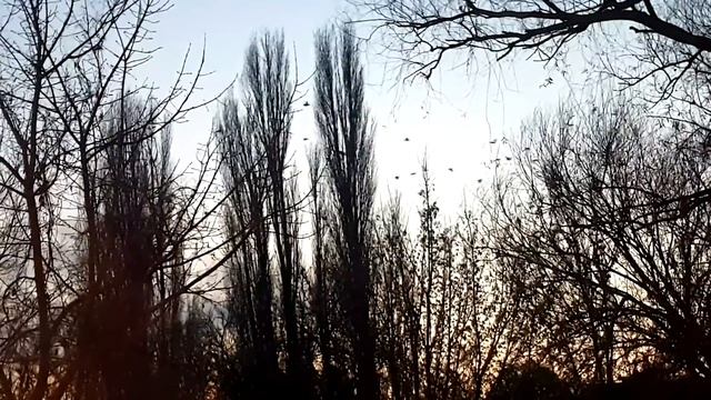 Crow Hunting новый сезон часть 2