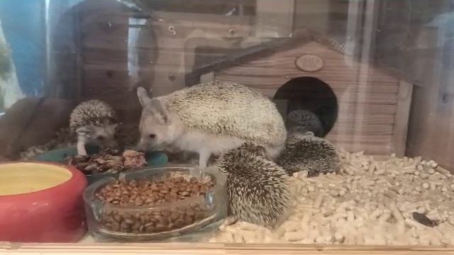 ушастый ежи смотреть онлайн