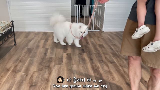 The last grooming with her favourite groomer? смотреть онлайн