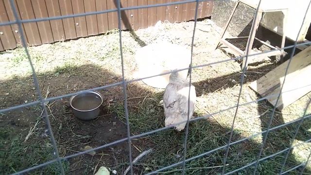 Привезли подарок! Я В ШОКЕ!!!)))))))) смотреть онлайн