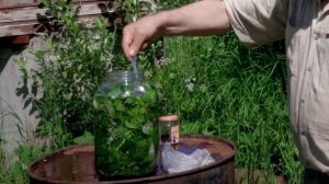 Сурица. Напиток богов.