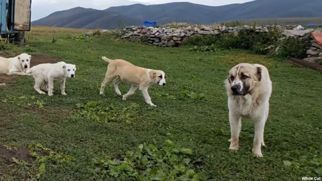 Гампр — армянский волкодав достоинства и недостатки породы. смотреть онлайн