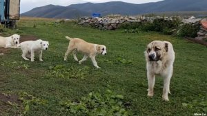 Гампр — армянский волкодав достоинства и недостатки породы.