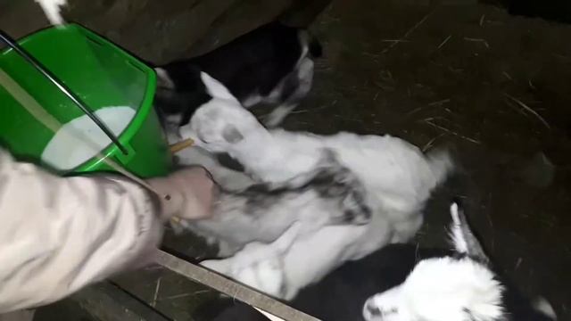 Ведро для выпойки козлят смотреть онлайн